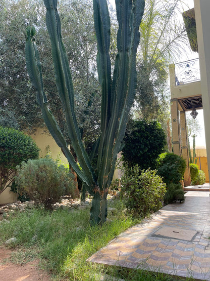 Incredible 6 Bedroom Villa For Sale - Nakhil - 400m2 - €950,000